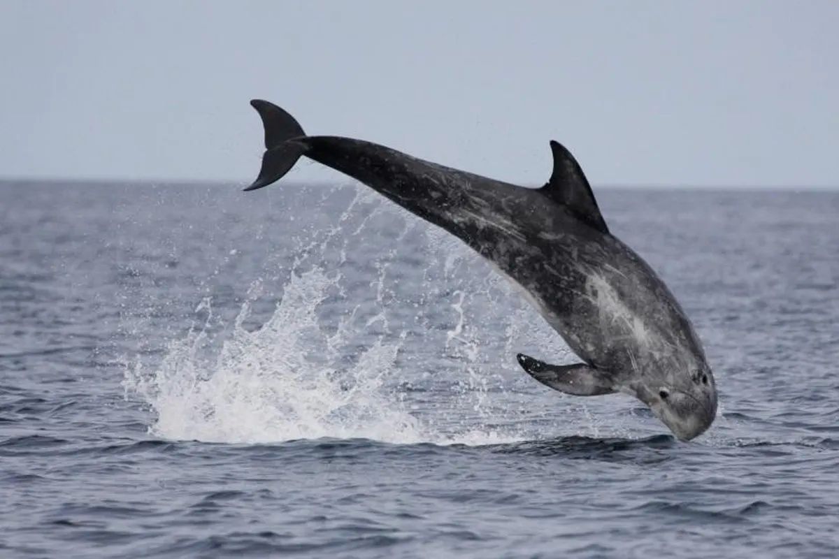 Risso's Dolphin