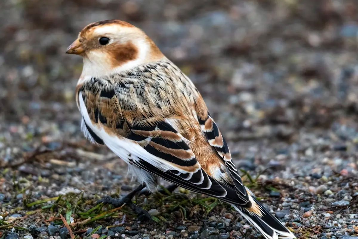Snow Bunting