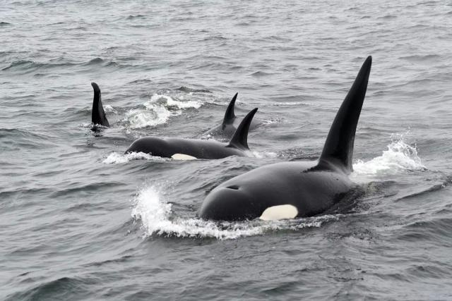 Orca