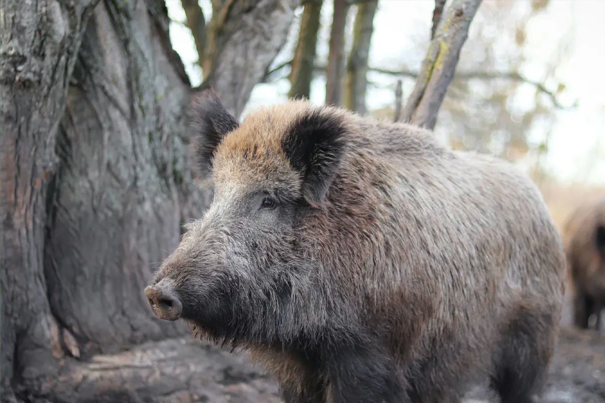 Wild Boar