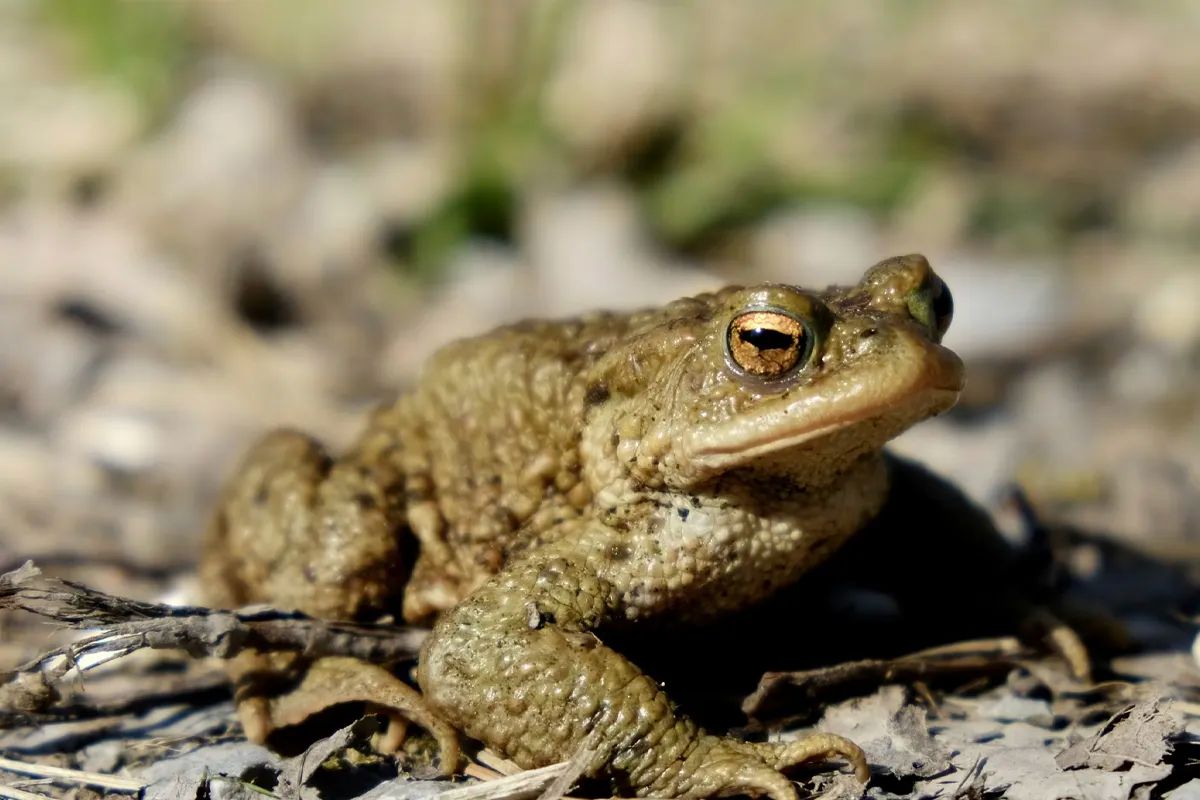 Common Toad