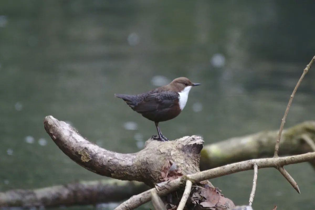 Dipper
