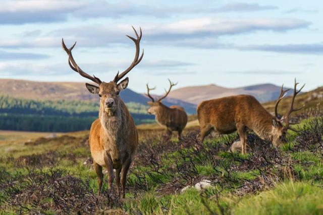 Cairngorms