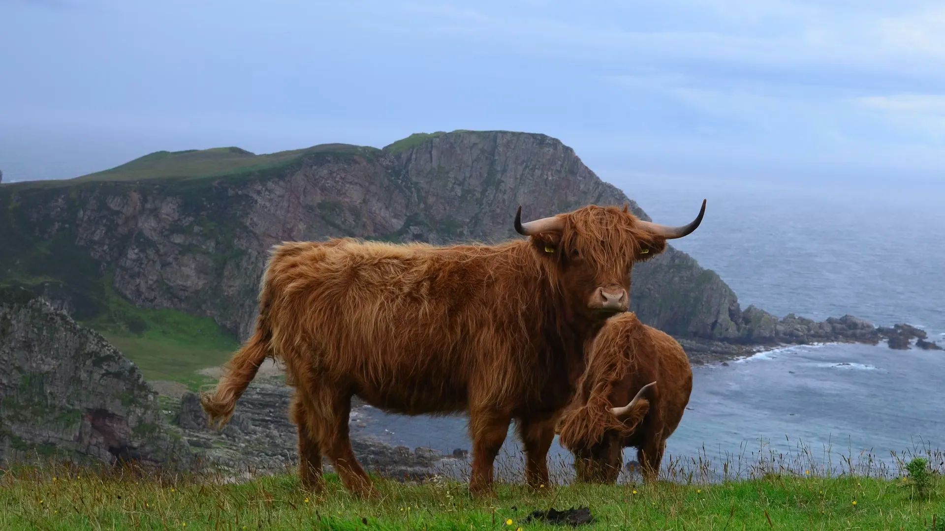 Land Animals Near Fort William