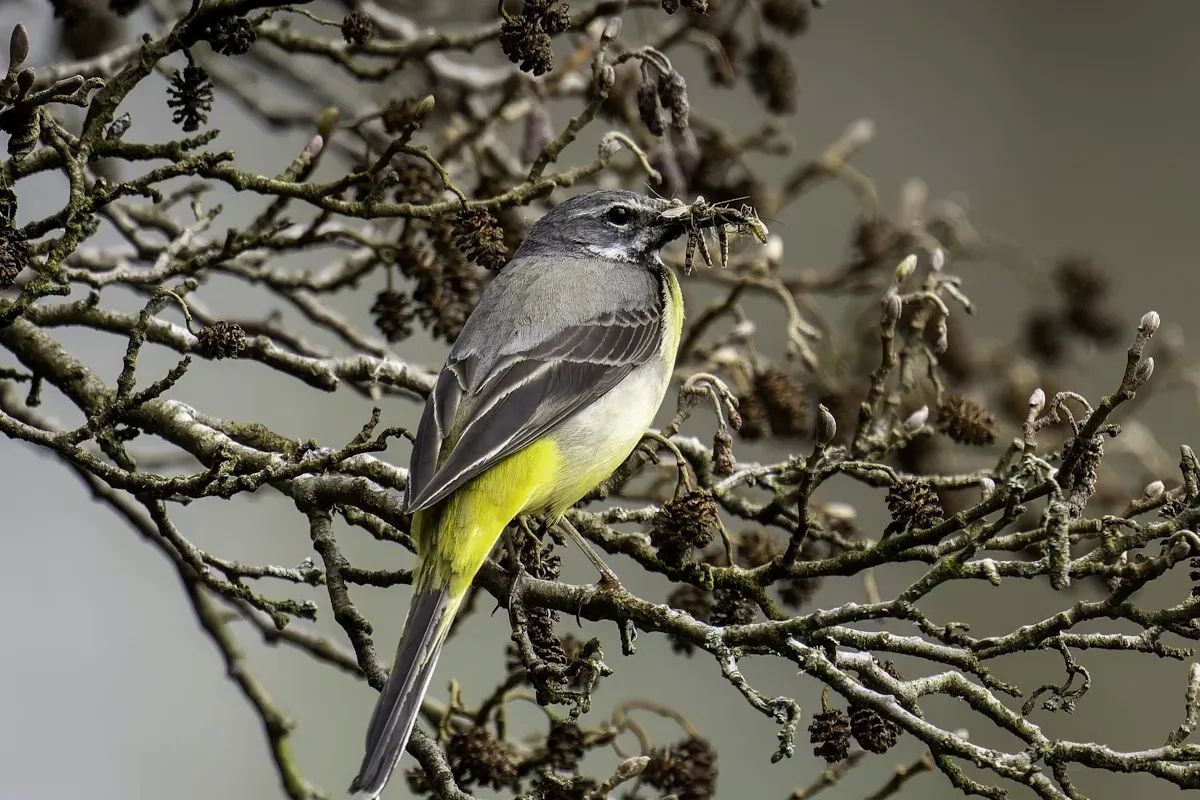 Grey Wagtail