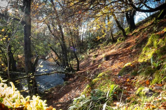 Blar Meanbh Woodland Walk