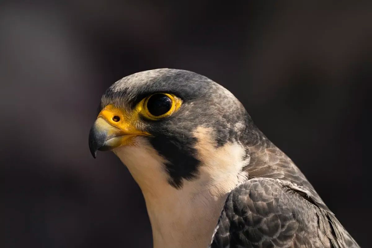 Peregrine Falcon