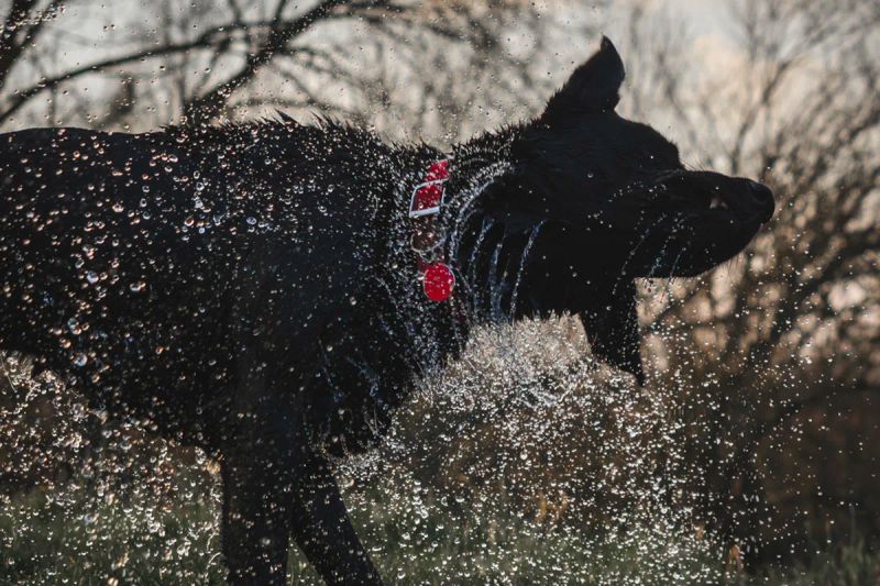 Dogs enjoying the grounds at Highwinds Lodge — dog-friendly accommodation Fort William