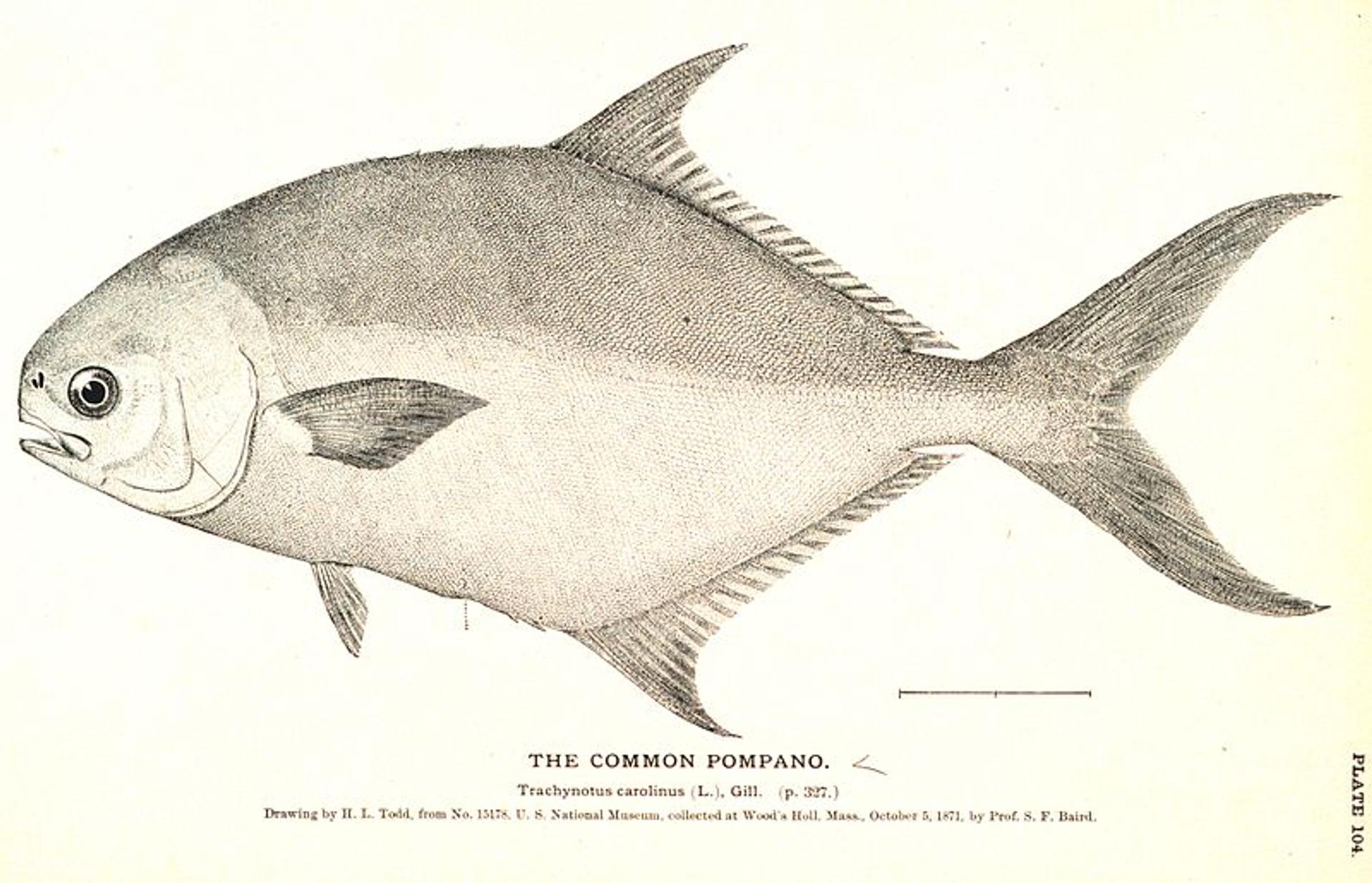 Donax Variabilis