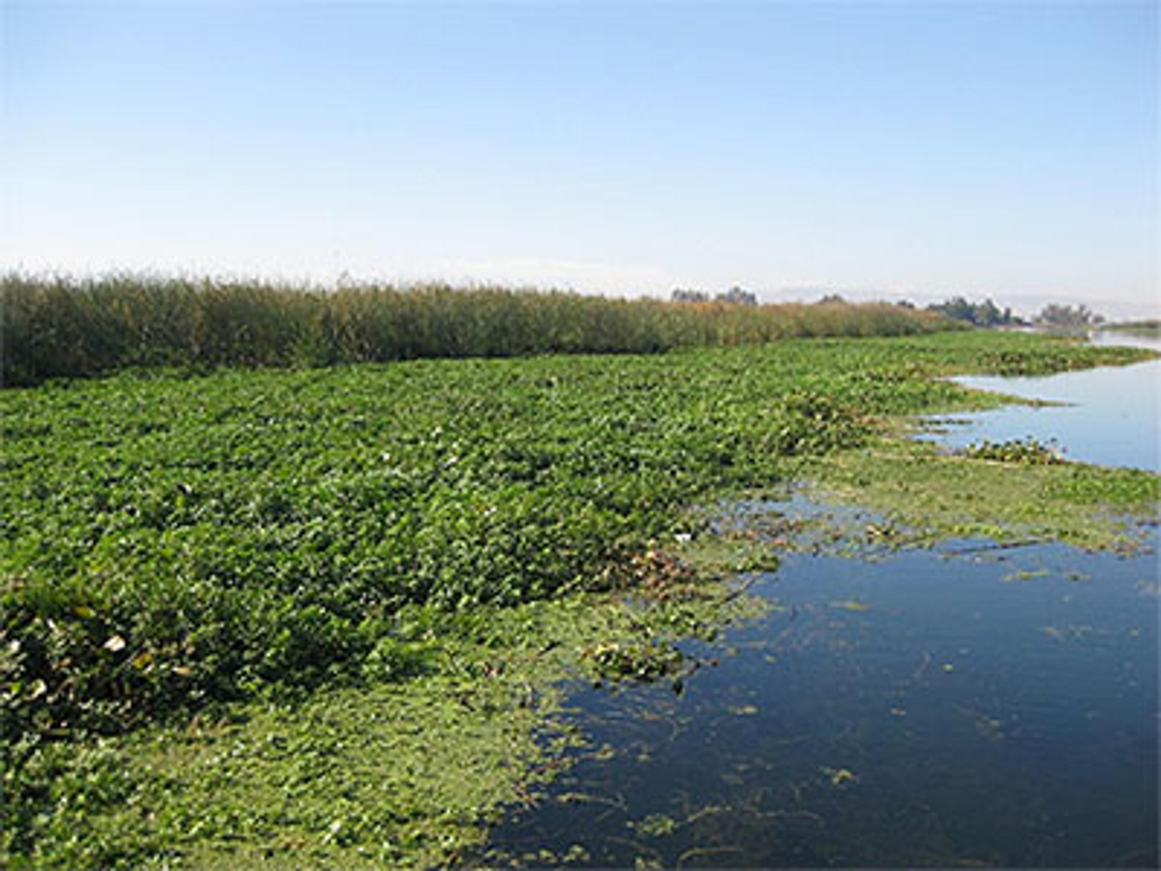 Water Primrose Invaded Delta