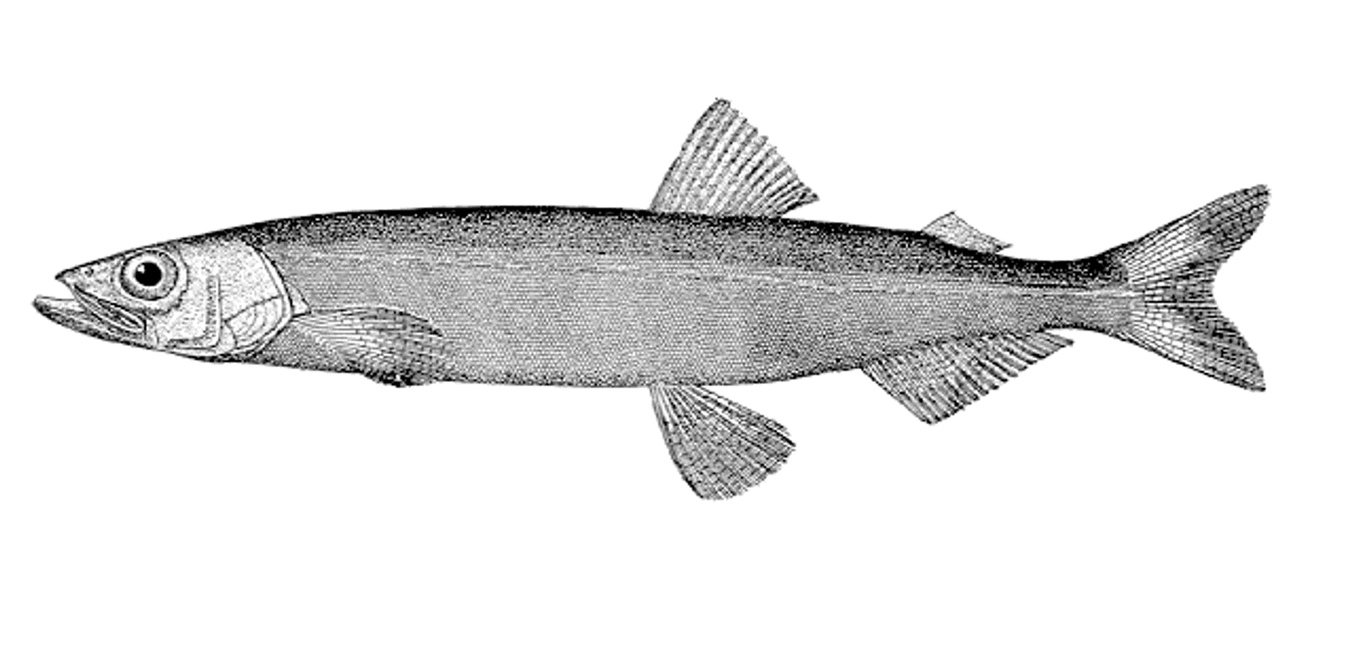 Mallotus Villosus