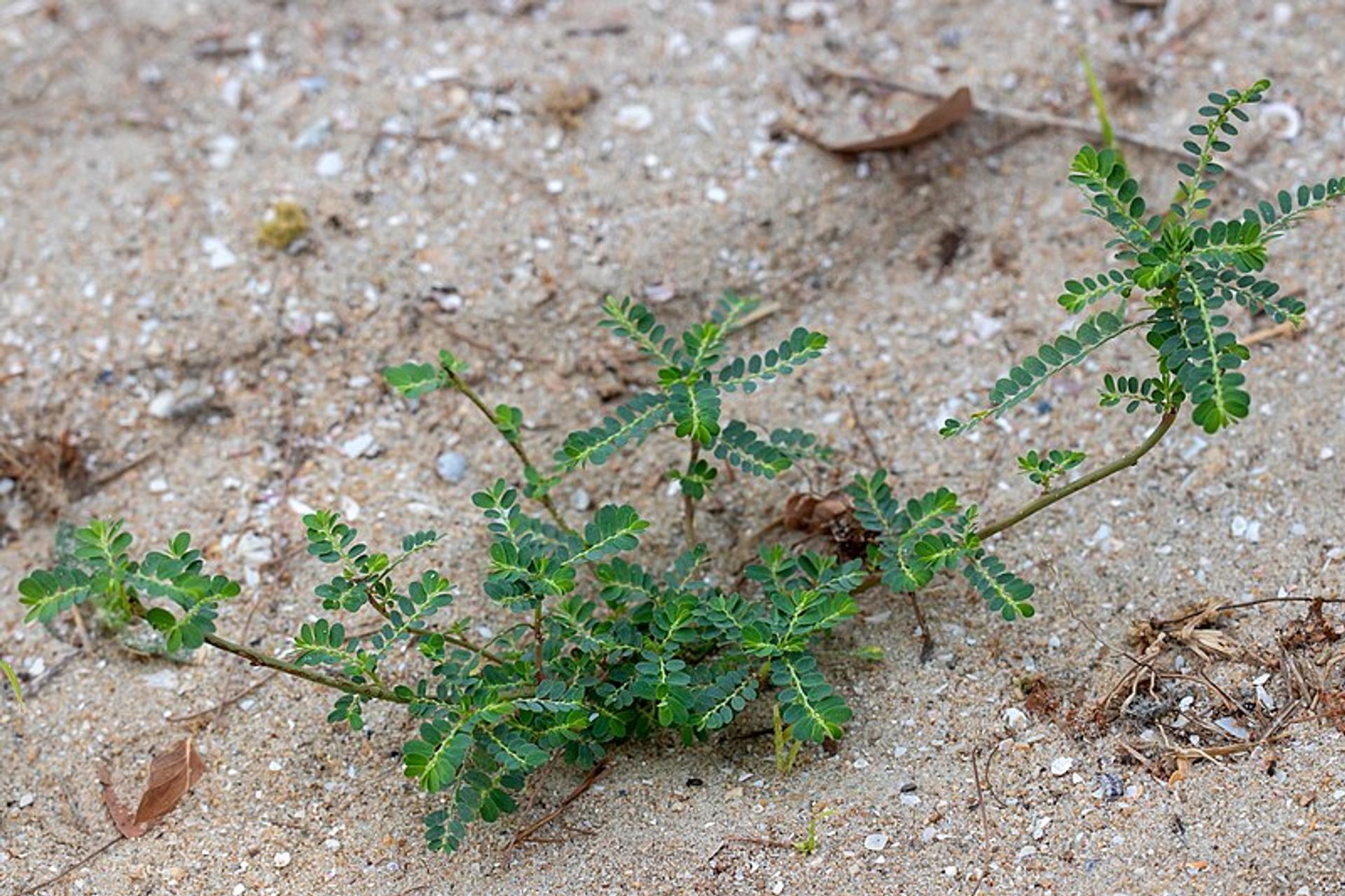 Phyllanthus Amarus