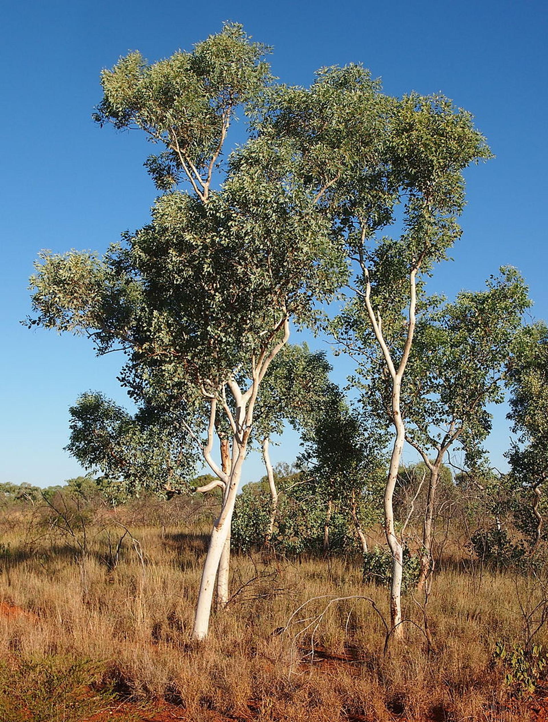 Eucalyptus Alba