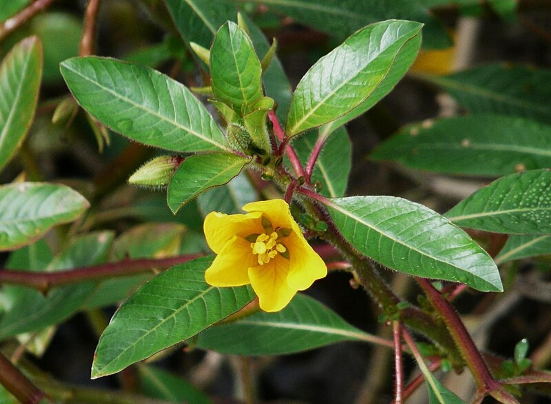 Ludwigia Peploides