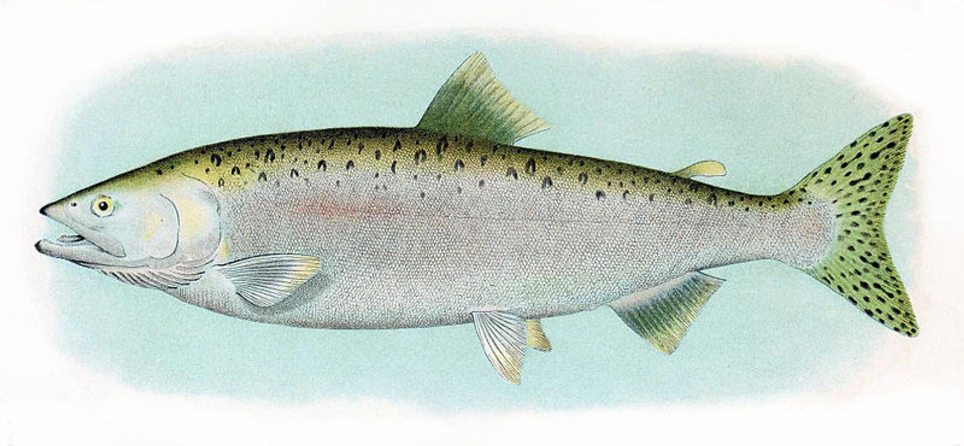 Oncorhynchus Gorbuscha