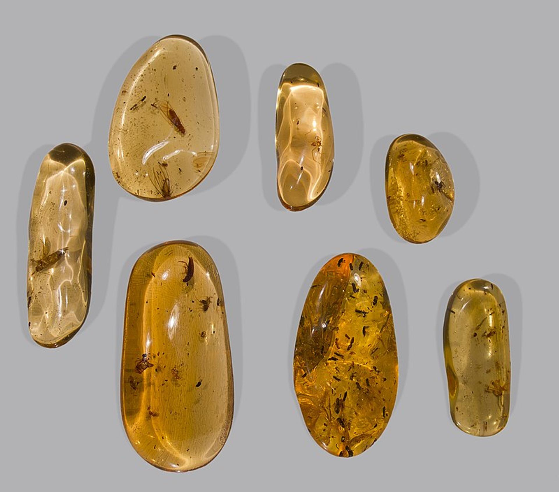 Schinus Terebinthifolia