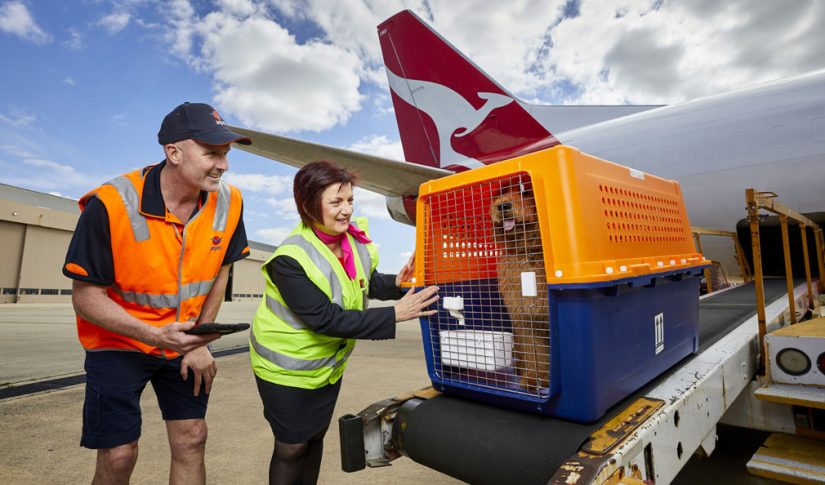 air relocation pet