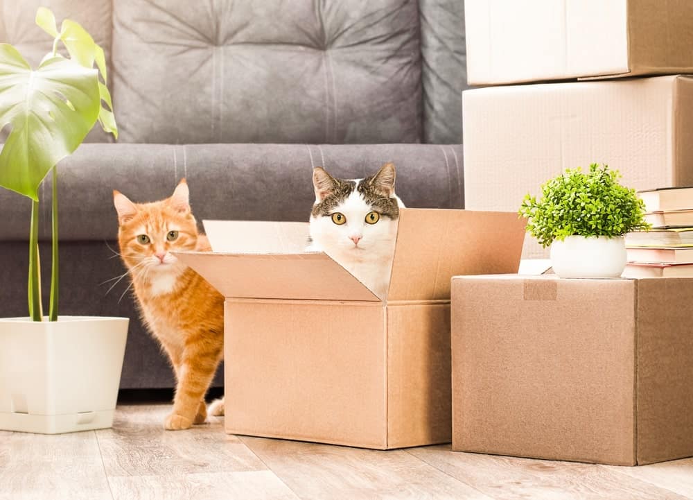 cat in box