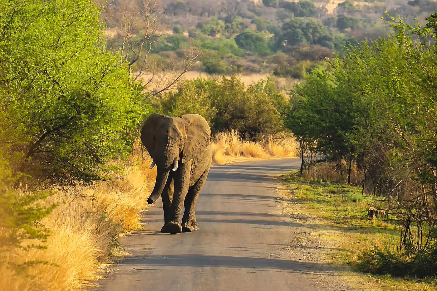 Elephants walking along a safari road in Africa