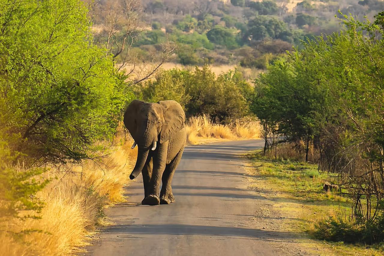 Elephants walking along a safari road in Africa