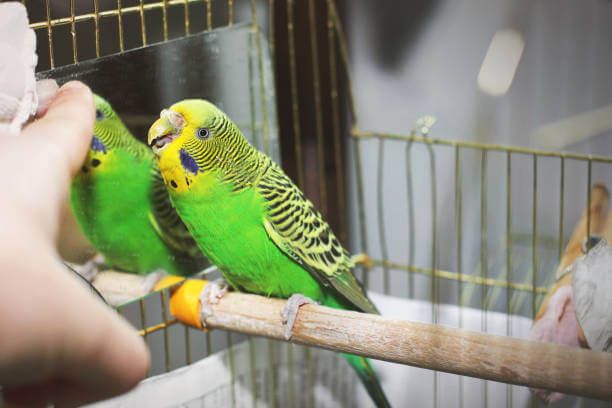parrots