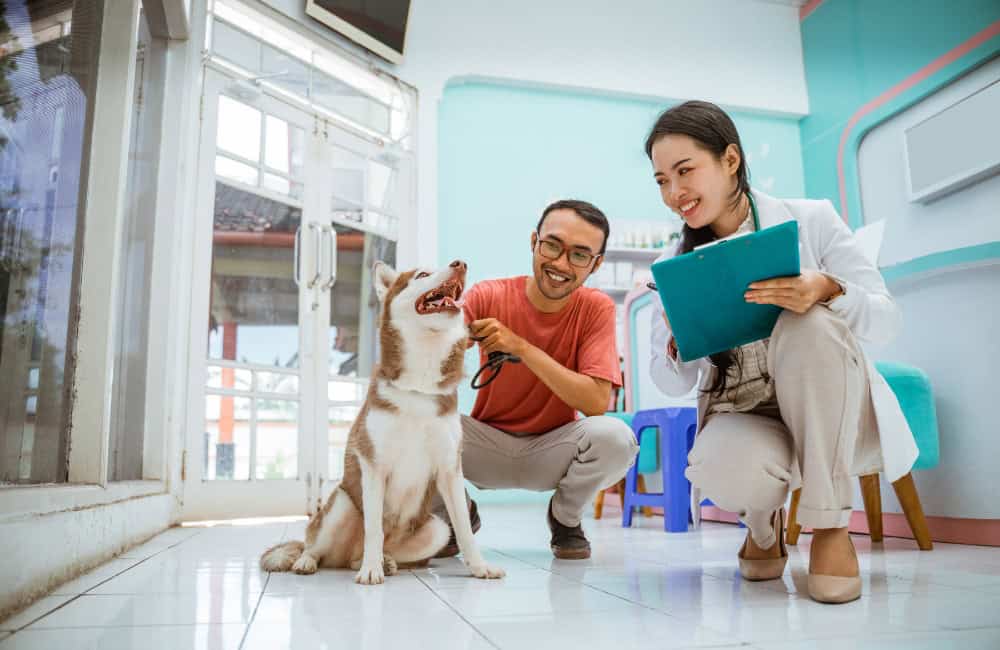 dog healthcare