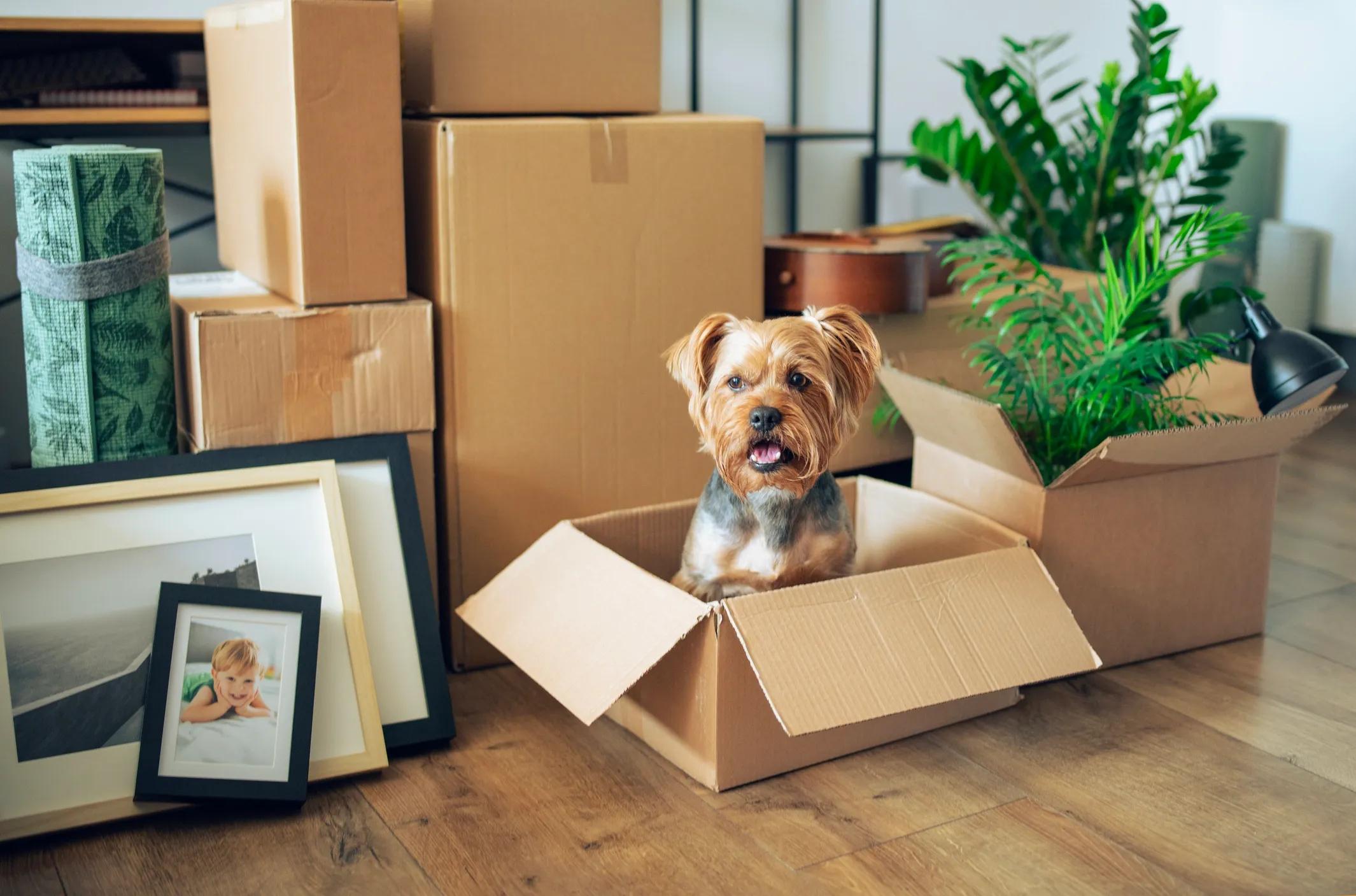 dog in a box