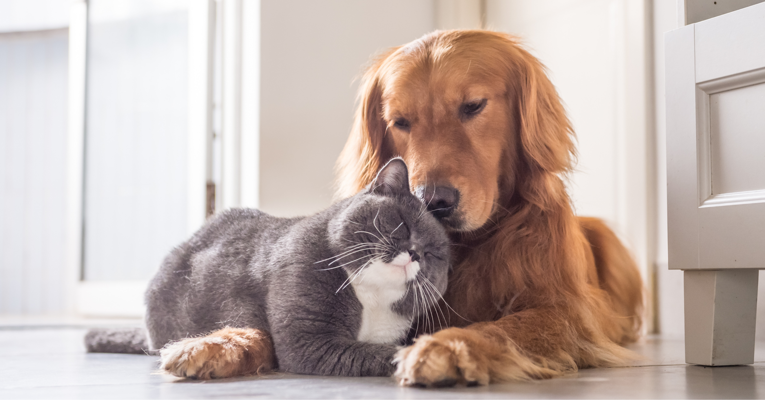 cat and dog