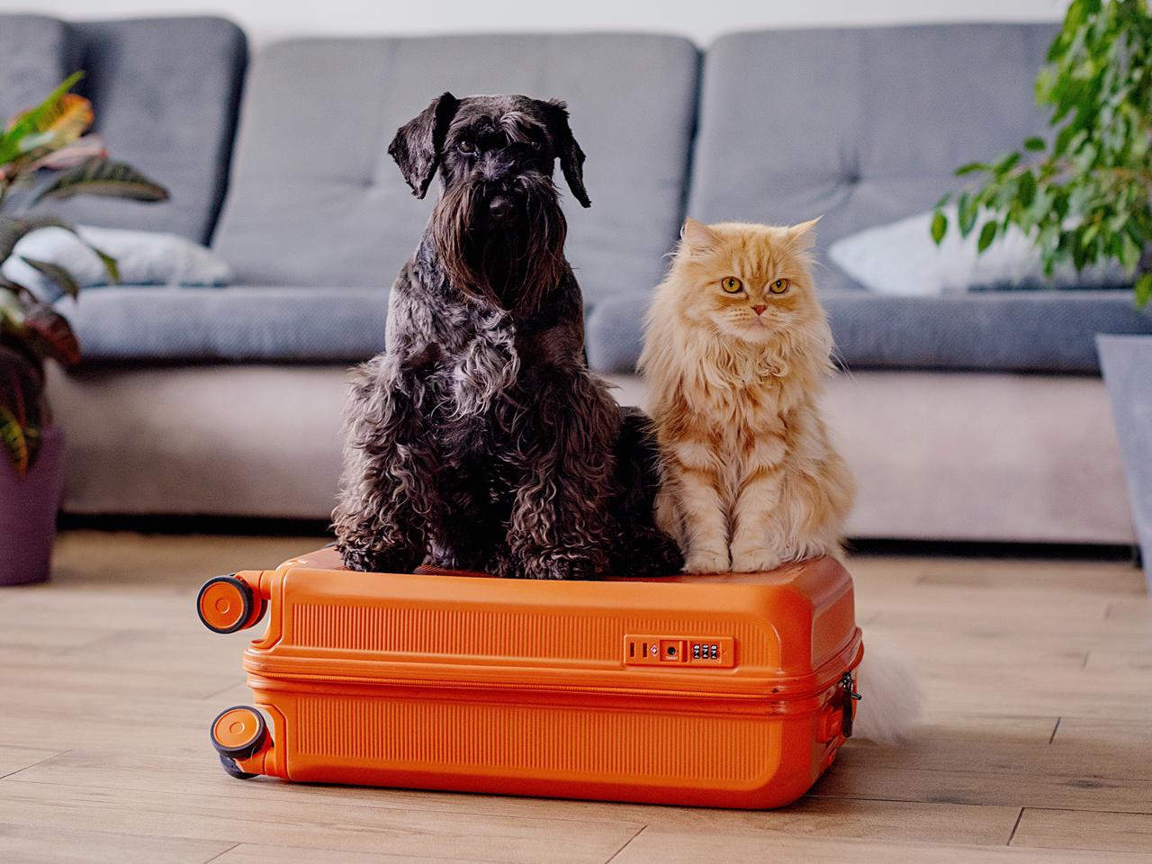 pet relocation dog cat