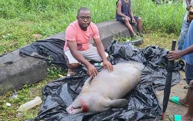 Time to create a Manatee Sanctuary in Cameroon