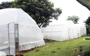 Community Greenhouse Project Offers Sustainable Income for Fishers in Limbe