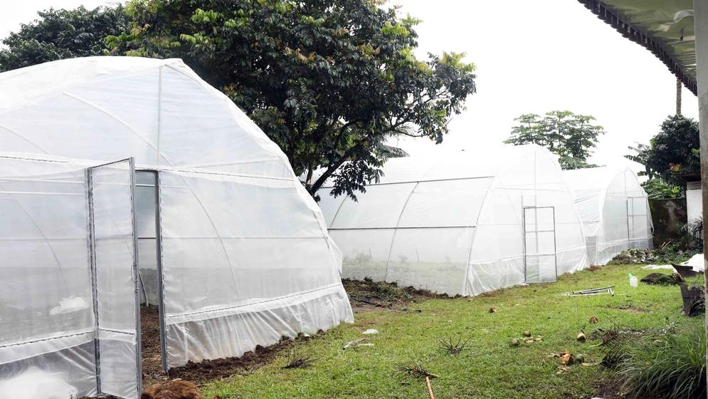 Community Greenhouse Project Offers Sustainable Income for Fishers in Limbe