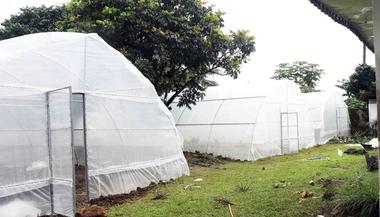 Community Greenhouse Project Offers Sustainable Income for Fishers in Limbe