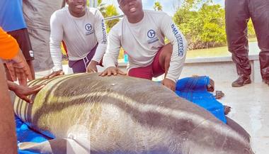 Work Begins on Africa’s First Manatee Rehabilitation Centre