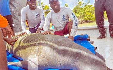 Work Begins on Africa’s First Manatee Rehabilitation Centre