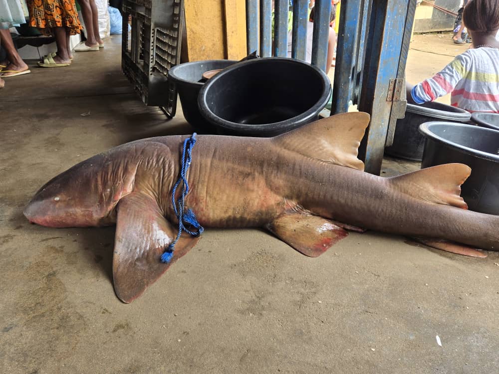 First Atlantic Nurse Shark Recorded on Cameroon’s Coast