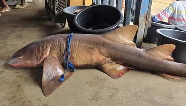 First Atlantic Nurse Shark Recorded on Cameroon’s Coast