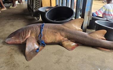 First Atlantic Nurse Shark Recorded on Cameroon’s Coast