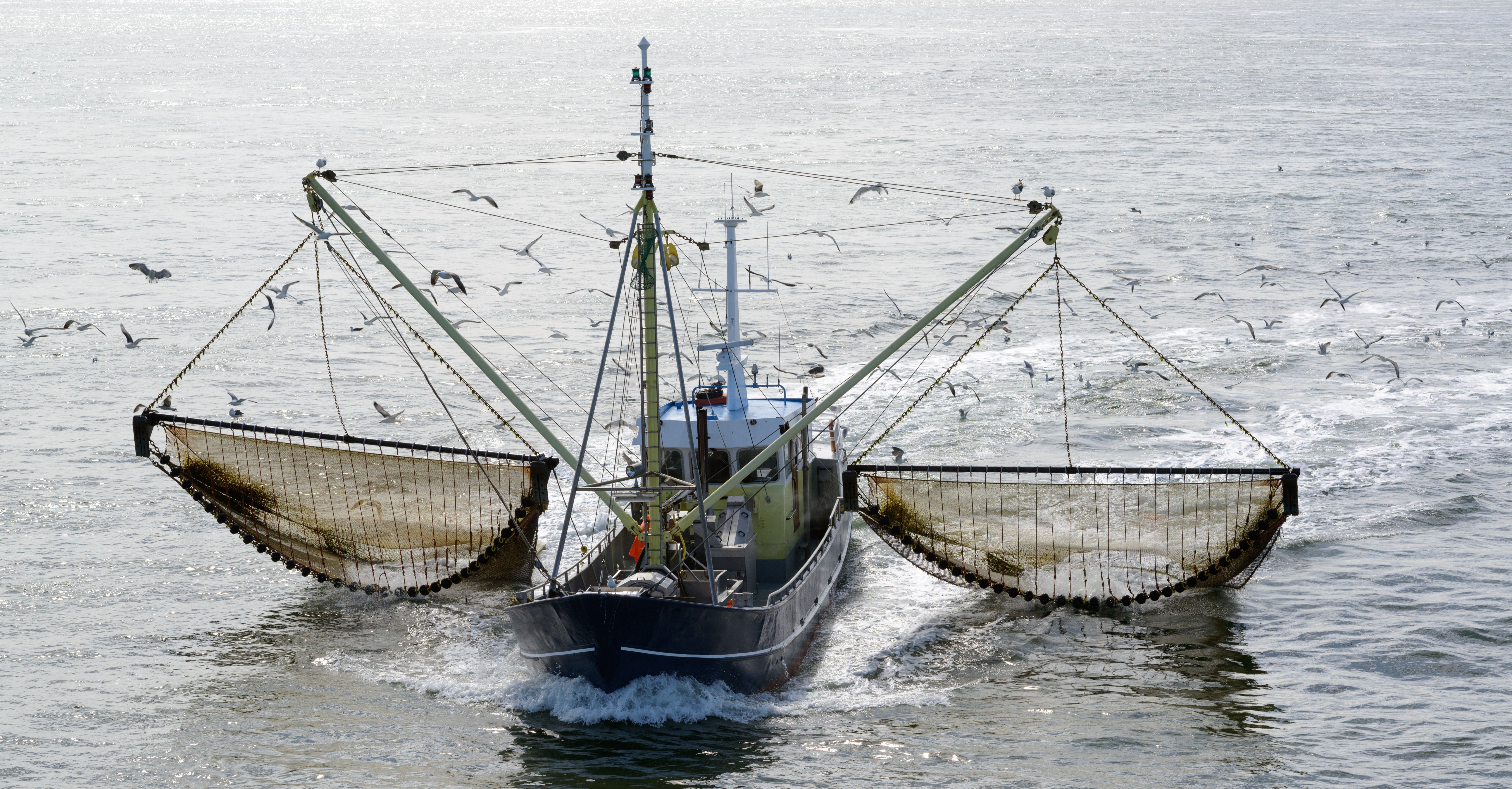 Illegal, Unreported and Unregulated (IUU) fishing Program