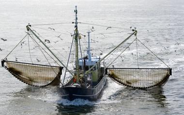 Illegal, Unreported and Unregulated (IUU) fishing Program