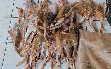 More Than 80% Threatened: Landmark Study Exposes the State of Sharks and Rays in Cameroon
