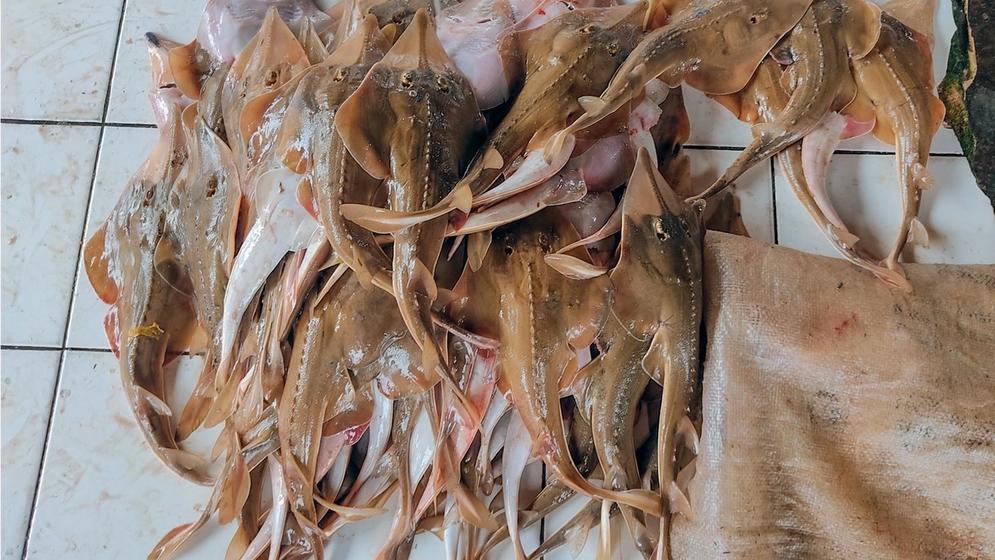 More Than 80% Threatened: Landmark Study Exposes the State of Sharks and Rays in Cameroon