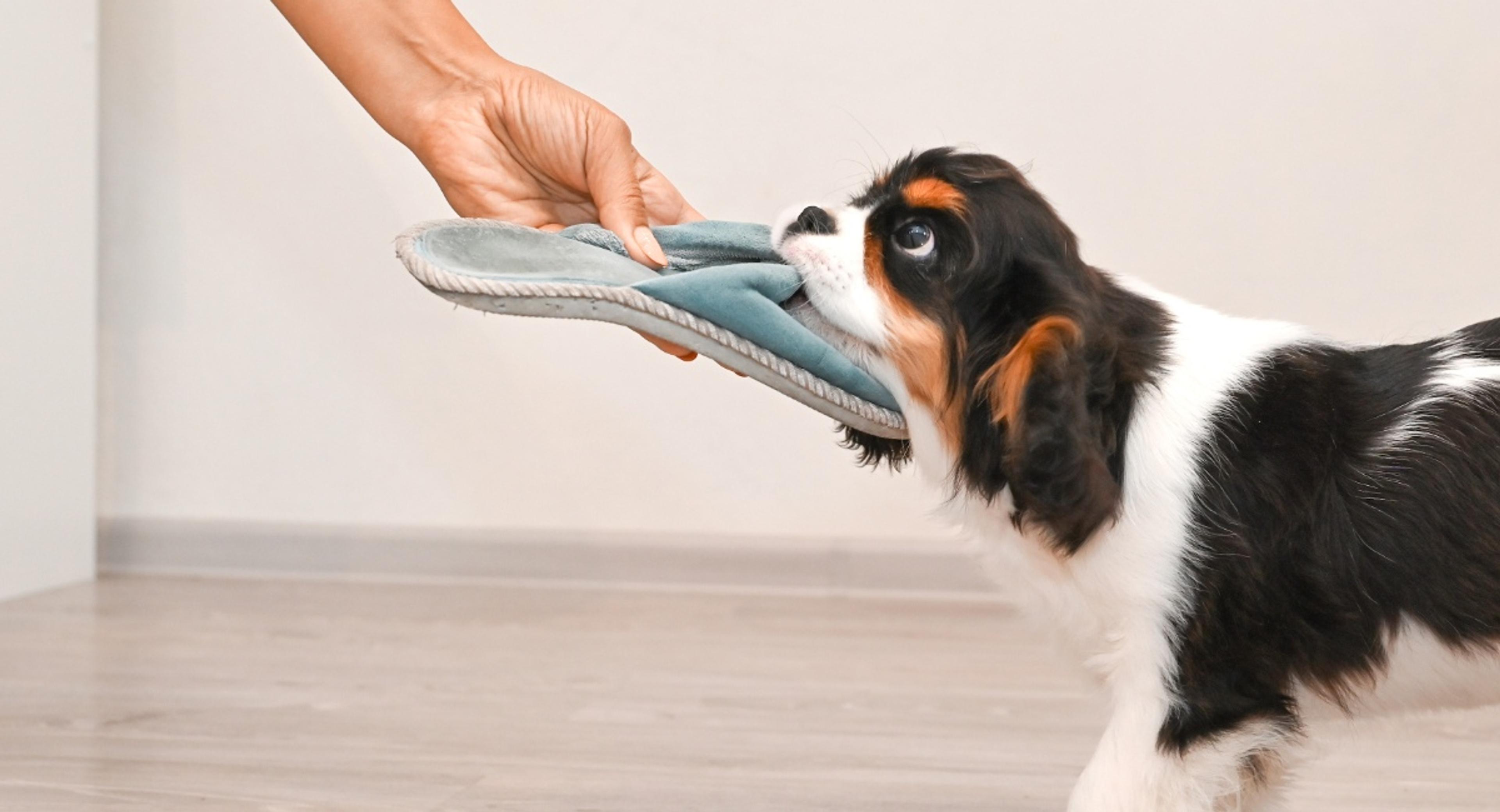 Puppy with black, white and tan coloring grabbing a house slipper, illustrating common puppy mischief that can lead to veterinary visits