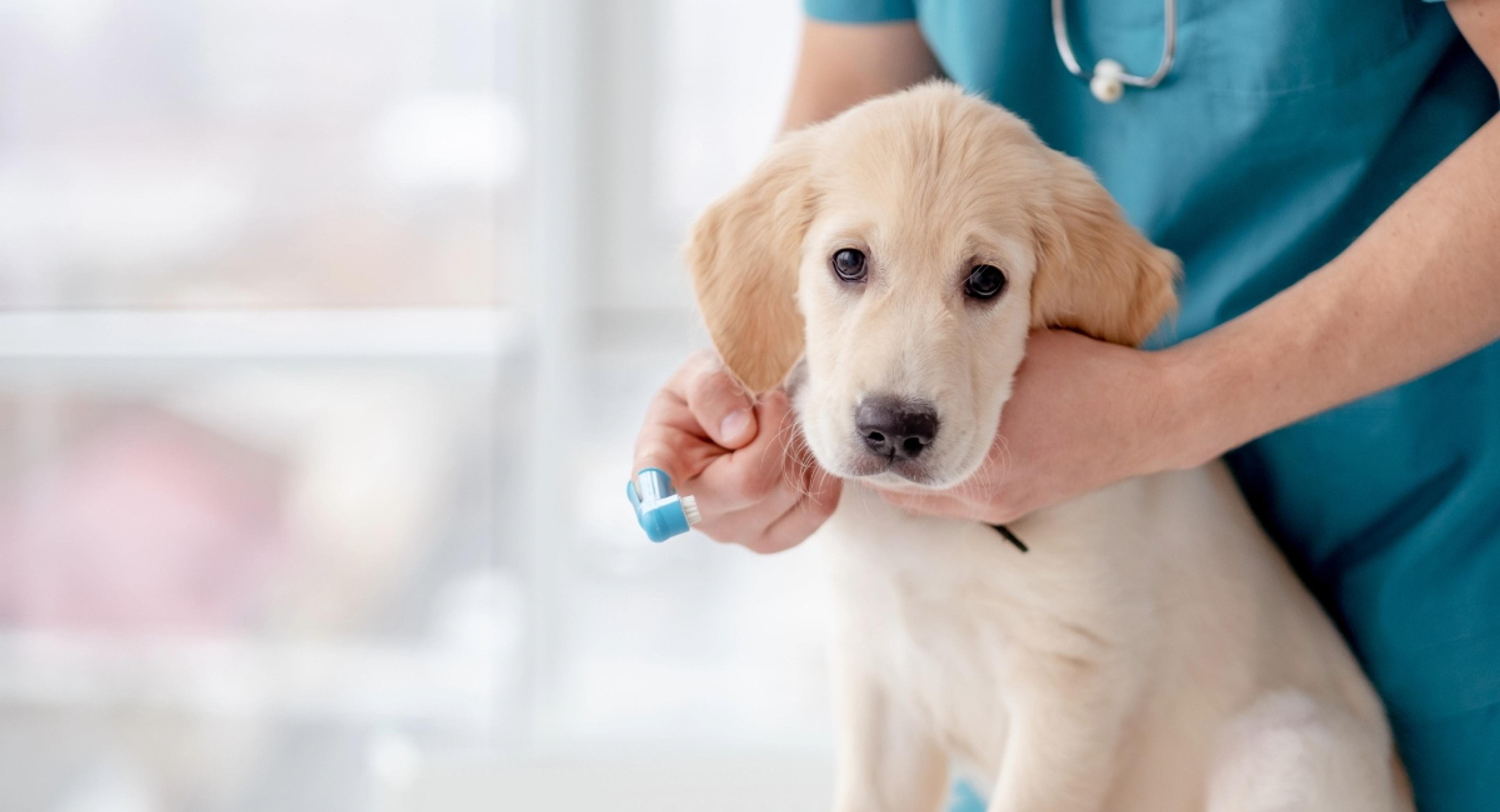 Golden retriever puppy being examined by veterinarian in teal scrubs with stethoscope, representing early puppy health coverage
