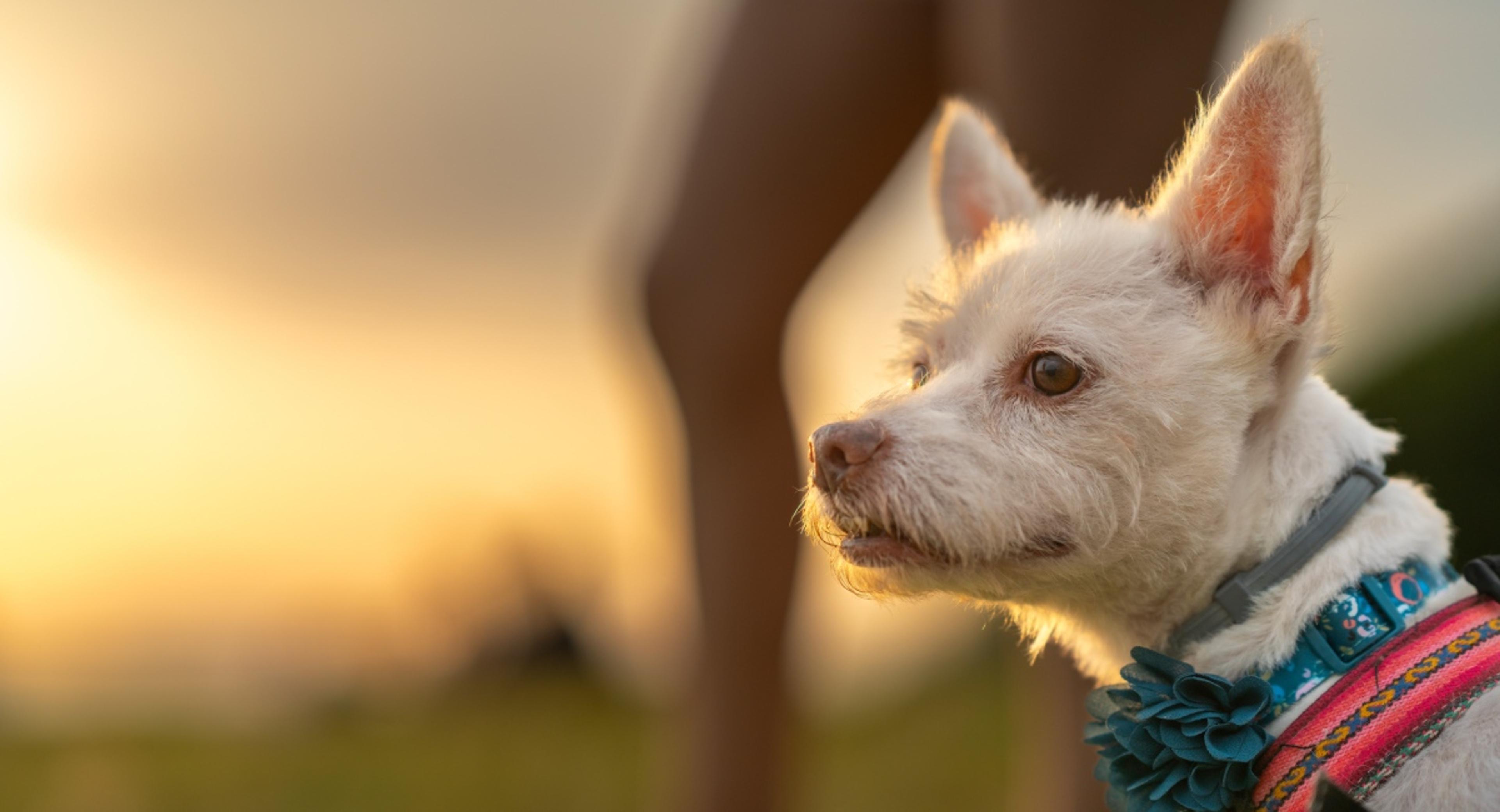 Senior white terrier dog photographed in golden sunset light highlighting the beauty of older pets and importance of senior dog insurance coverage