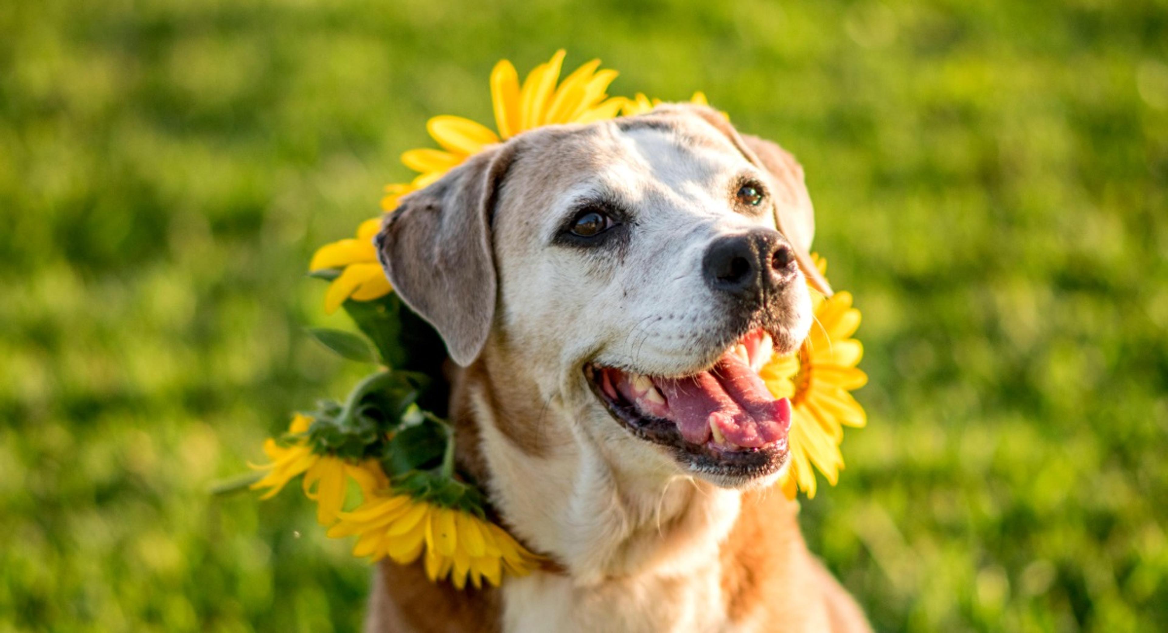 Happy senior dog with gray muzzle sitting among yellow sunflowers representing the joy and dignity of aging pets who need specialized senior pet insurance coverage