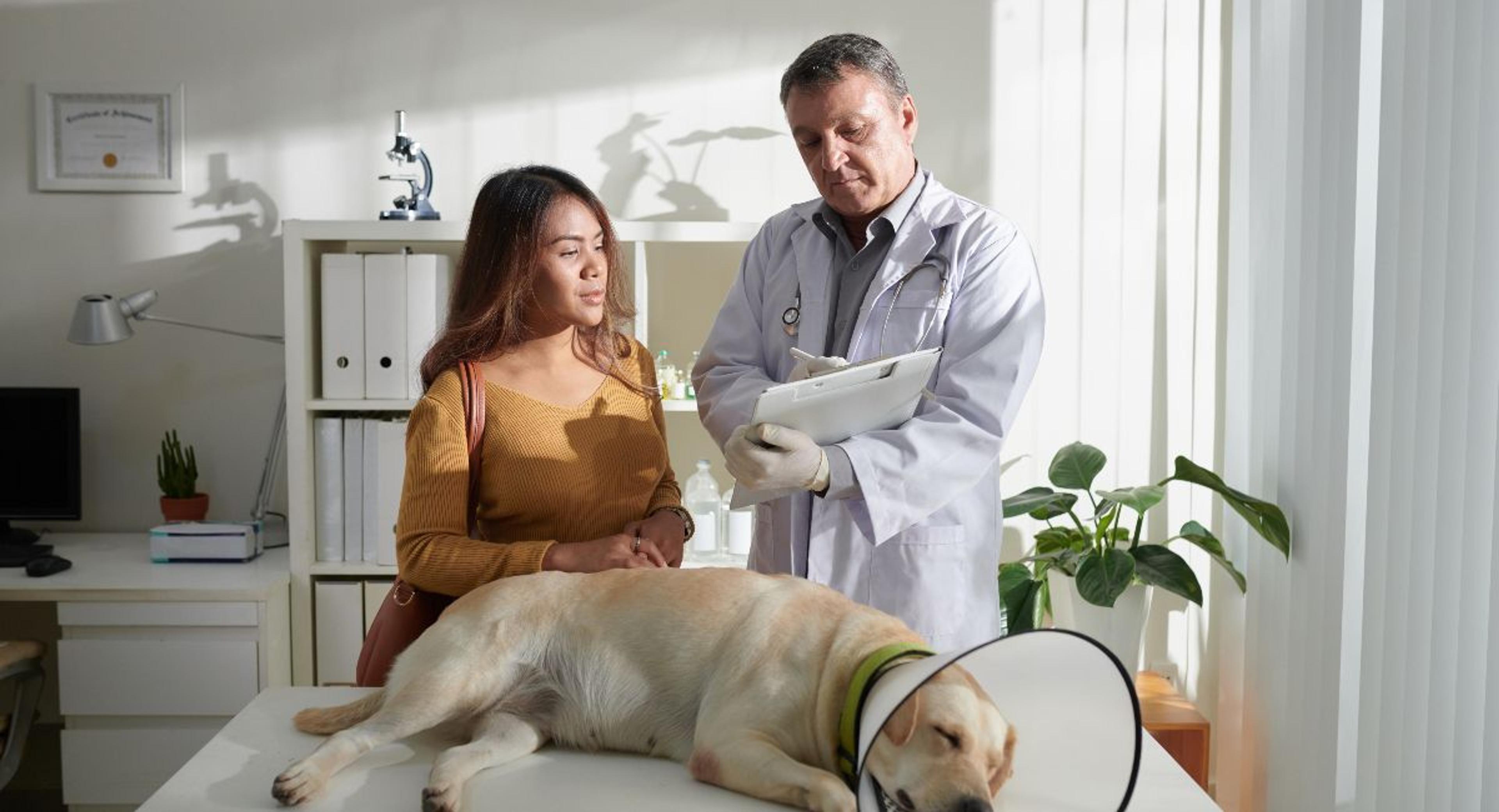  Golden Retriever being examined by a veterinarian - a reminder of the importance of planning for pet costs and pet insurance.