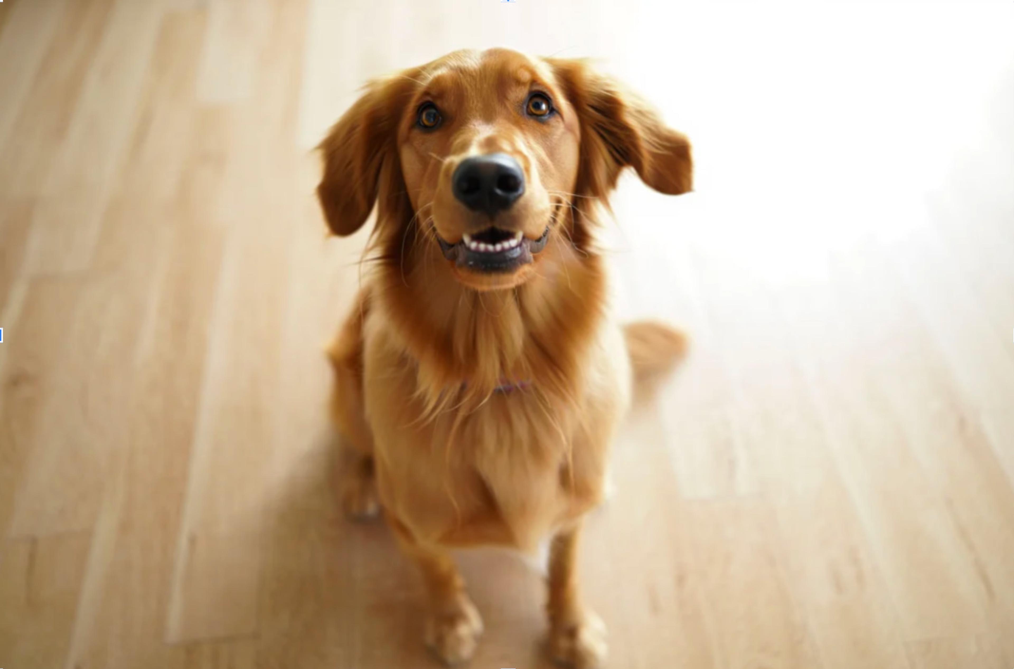 Happy Dog