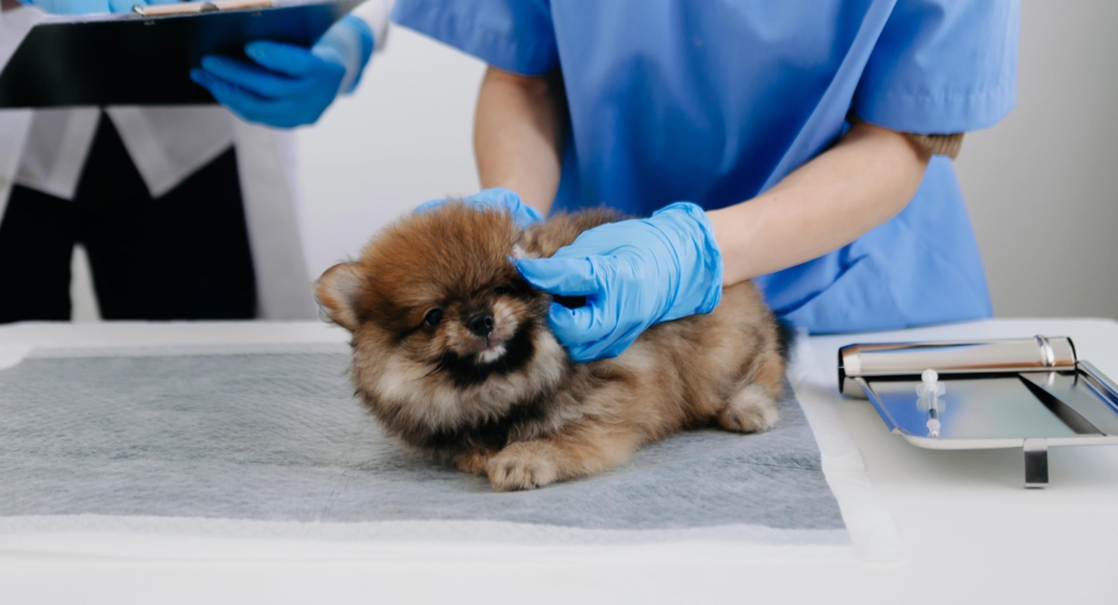 Small Pomeranian puppy on examination table being checked by veterinarian wearing blue gloves, illustrating importance of early coverage