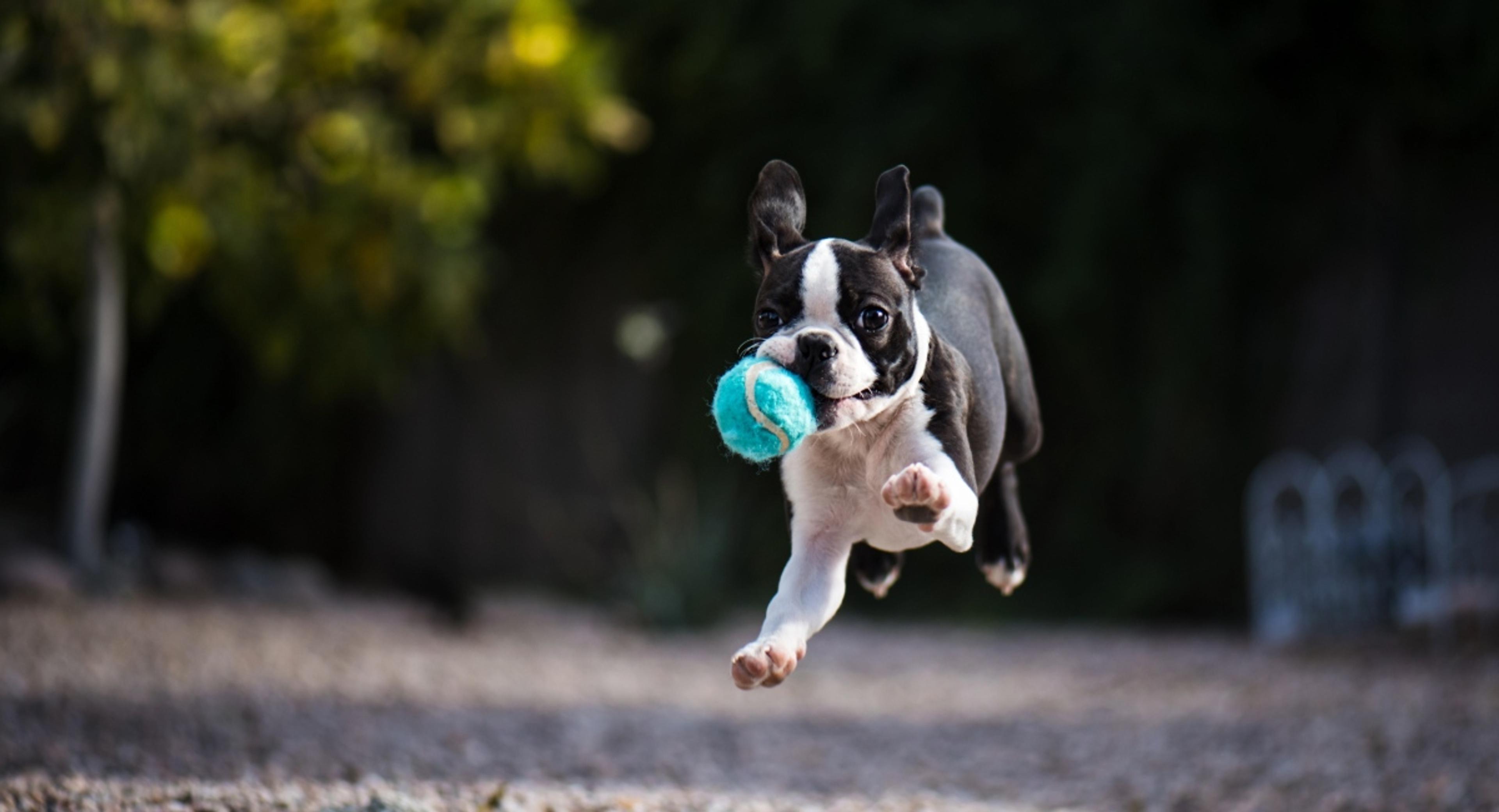 Boston Terrier puppy running with blue ball in mouth, showcasing the energetic and accident-prone nature of young dogs